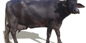 Murrah Buffalo