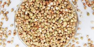 Buckwheat Seeds