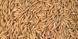 Oat Seeds