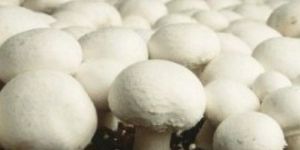 Button Mushroom Spawn
