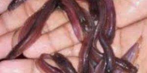 Desi Shingi Fish Seeds