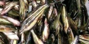 Desi Tangra Fish Seeds