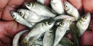 Katla Fish Seeds