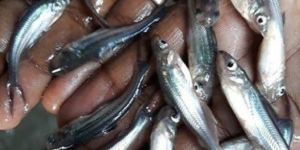 Pangasius Fish Seeds