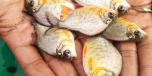 Rupchanda Fish Seeds