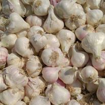 Garlic