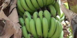 Fresh Green Banana