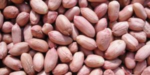 Groundnut Seeds