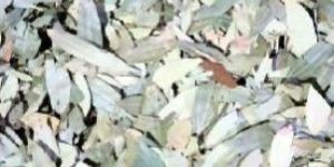 Bay Leaf