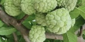 Golden Sitafal Plant