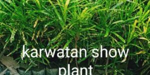 Karwatan Show Plant