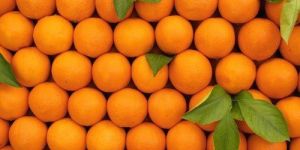 Fresh Premium Kinnow Orange