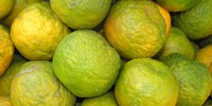 Nagpur Premium Orange