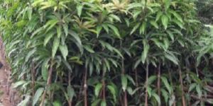 Mango Plants