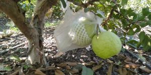 Guava Grafting Plants