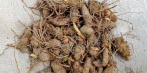 Yellow Turmeric Seed