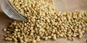 Coriander Seeds