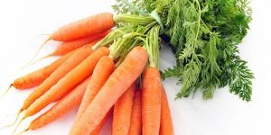 Fresh Carrot