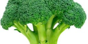 Fresh Broccoli