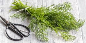 Fresh Dill Leaves
