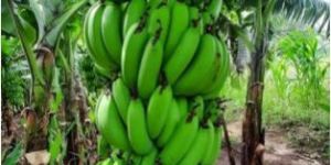 Fresh Green Banana