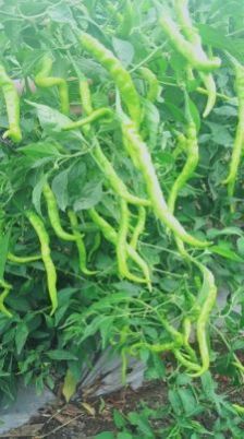 Fresh Green Chilli
