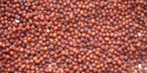 Ragi Seeds