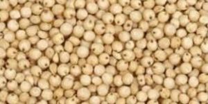 Sorghum Seeds