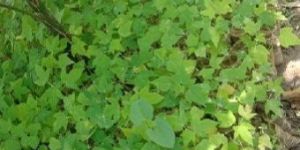 Hybrid Red Lady Plants