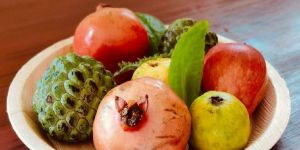 Areca Leaf Disposable Plates