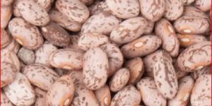 Pinto Beans