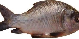 Frozen Bhakur Fish