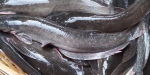 Frozen Magur Fish