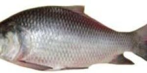 Frozen Mrigal Fish