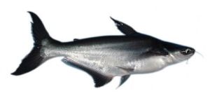 Frozen Pangasius Fish