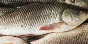 Frozen Rohu Fish