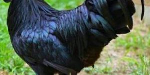 Live Kadaknath Chicken