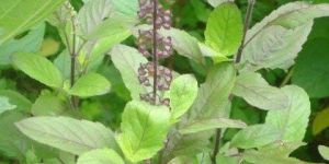 Tulsi Plant
