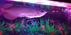 Flowerhorn Fish for Sale in Thrissur