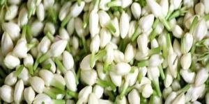 Indian Jasmine Flower