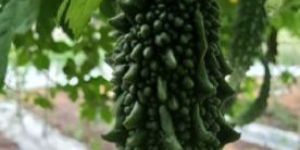 Bitter Gourd
