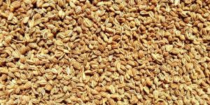 Ajwain Seeds