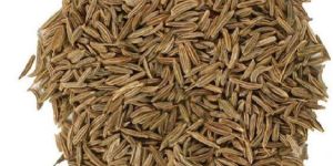 Caraway Seeds (Shahi Jeera)