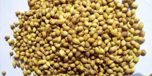 Coriander Seeds