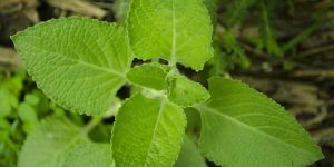 Oregano Leaves (Sathra)