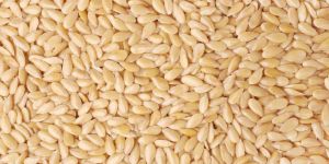 Sesame Seeds (Till)