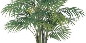 Areca Palm Plant