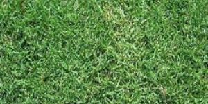 Bermuda Grass Carpet