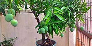 Mango Plant