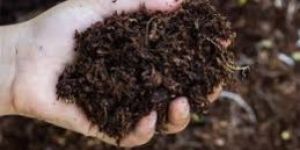 Organic Fertilizer